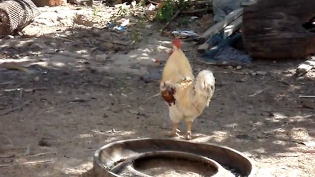 Тайский петух