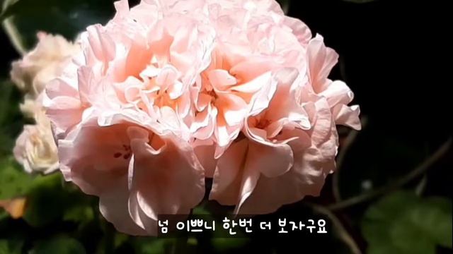 제라늄키우기장미같은제라늄들