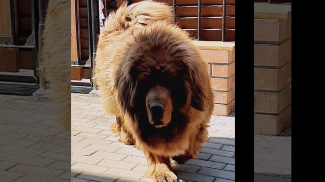 тибетский мастиф🥰  питомник  на алтае                🇷🇺цвет руси🇷🇺