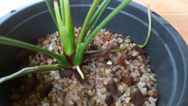 ඇන්තූරියම් මල් පරාගනය මගින් බිහිවූ ලස්සනම Splash ශාකයක් විකිණීමට | Beautiful Anthurium