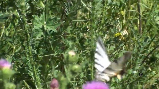 1.1. Настрой Сытина: 