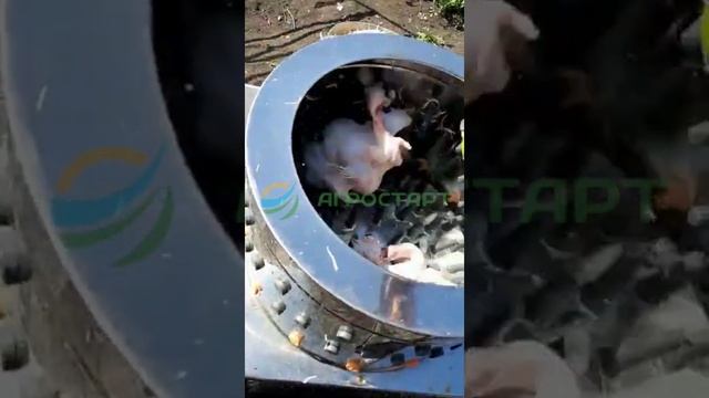 Перосъемная машина HW-60. Как ощипать бройлеров. Отзыв покупателя. АГРОСТАРТ