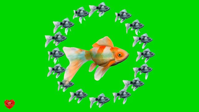 Футаж Золотая рыбка хромакей