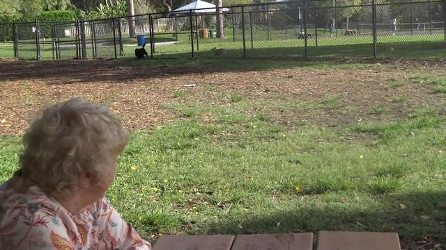 Petunia Visits The Dog Park