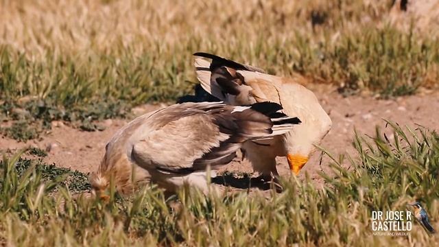 Egyptian Vulture / Alimoche (Neophron Percnopterus Percnopterus)