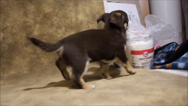 Бон фо Шоу Молочный Шоколад