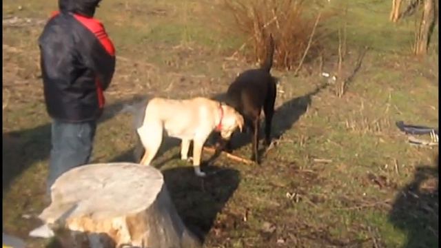 лабрадоры дурачатся.Моя палевая