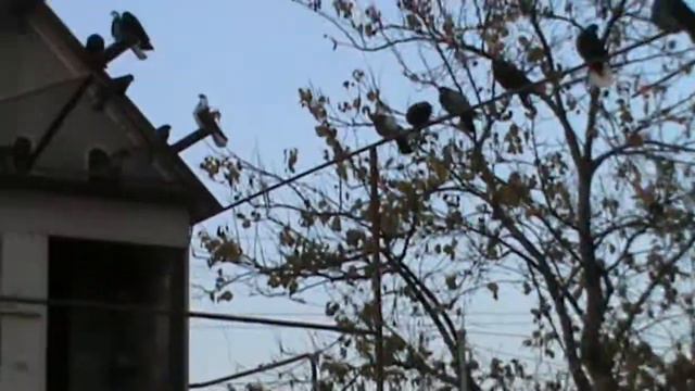 Голуби на перелете