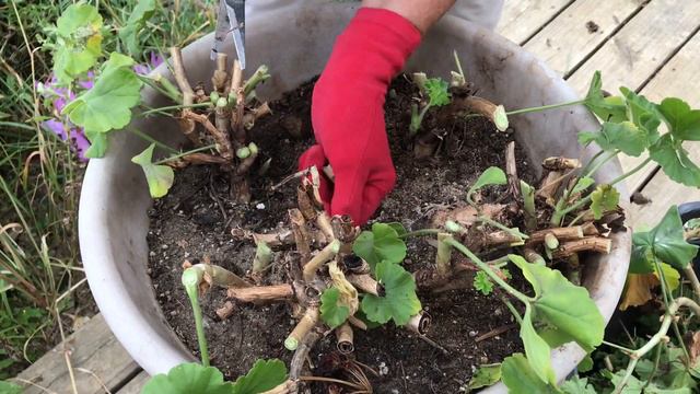 Bringing Your Plants Inside For The Winter, Part II - Geraniums