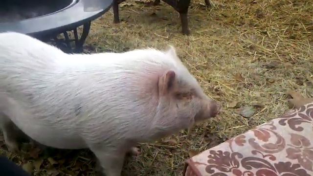 Petunia Crotch Attack!