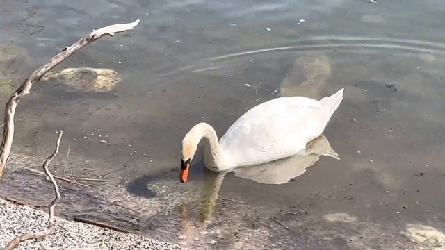 # 151 Прогулка у Озера Онтарио, Канада. A Stroll Along The Shores Of Lake Ontario, Canada.