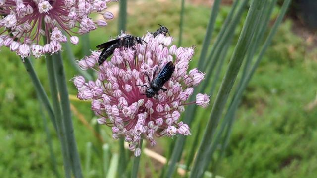 HOMESTEAD | Blue Mud Wasps Collecting Pollen From Garlic Flowers | Nature | Intrepids