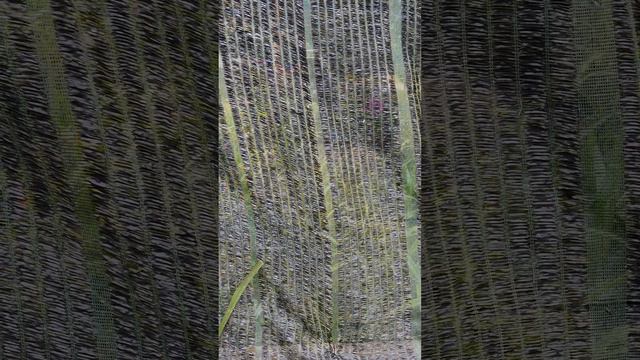 27/2 E Lên Các Mặt Bông Siêu đẹp Cho Các Bác Sưu Tầm ạ.mua Hàng Lh Zalo đào  0845505688