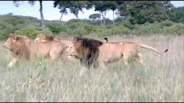 Африка! Львы большие кошки!#лев #африка