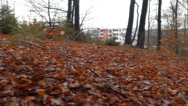 Серебро На Фото , Находки из Леса.