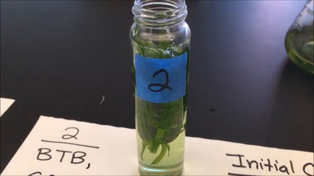 Photosynthesis Video Lab: Elodea & Bromothymol Blue