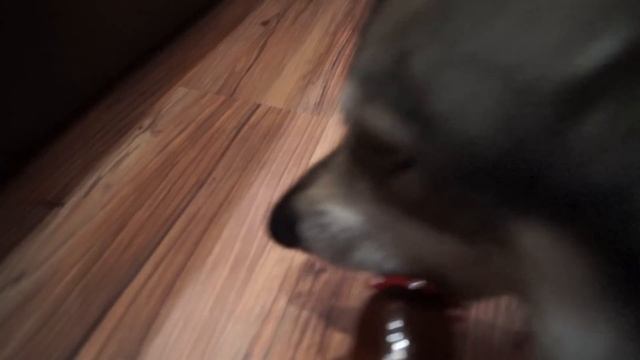 HOME WOLF and new toy || Домашний волк и его новая игрушка