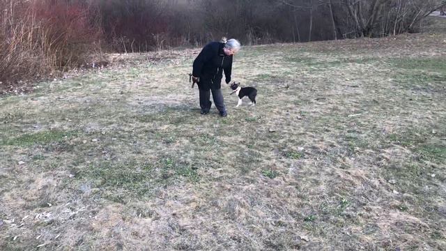 Дрессировка бостон терьера. Команда «ко мне».