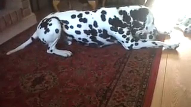 Dalmatian Howling With Squeaker