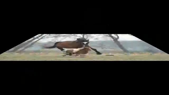 Самые маленькие лошади - The Smallest Horses