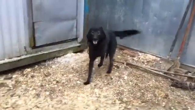 Блэк. Приют Майский День. Иваново