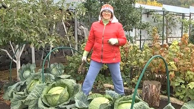 Дачные советы 05.10.2017. Защита от холодов