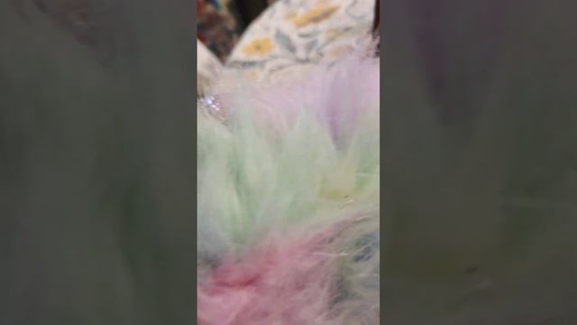 I Reviewed The Beanie Boo Petunia The Platypus