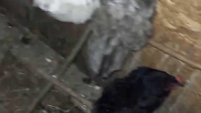 Вечер закрываем живность краснушка почти рассиделась!