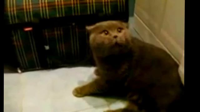 Смешное видео с котами - Мой хозяин идиот Poor Cat