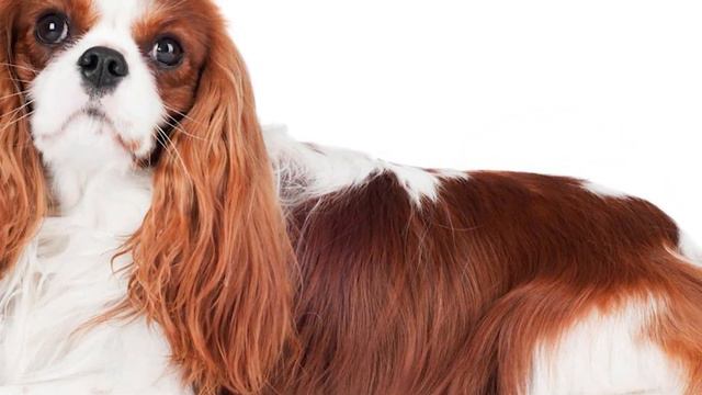 Dogs 101 - CAVALIER KING CHARLES SPANIEL- Top Dog Facts About The CAVALIER KING CHARLES SPANIEL