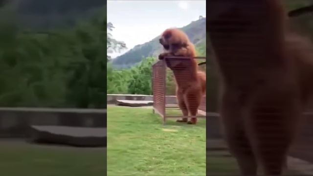 Chinese Tibetian Mastiff🔥