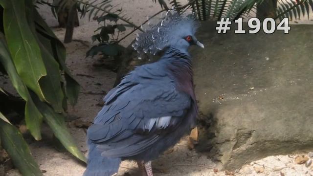 #1904. Голуби (В мире животных)