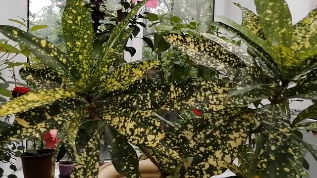 Кротон или кодиеум. Красавец юго восточной Азии.