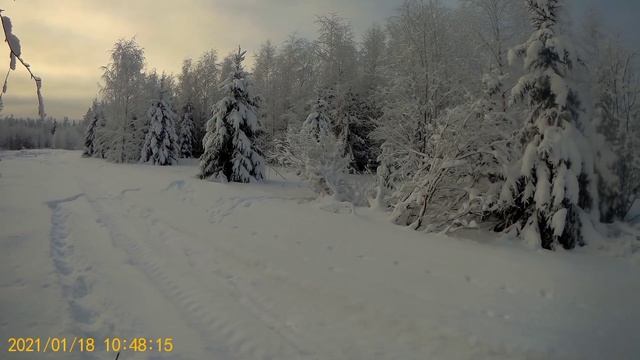 18.01.21.Охота с русской гончей по зайцу.(неудача)