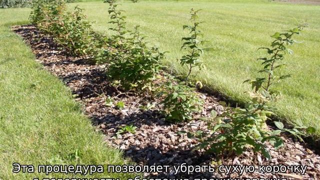 Как сажать малину