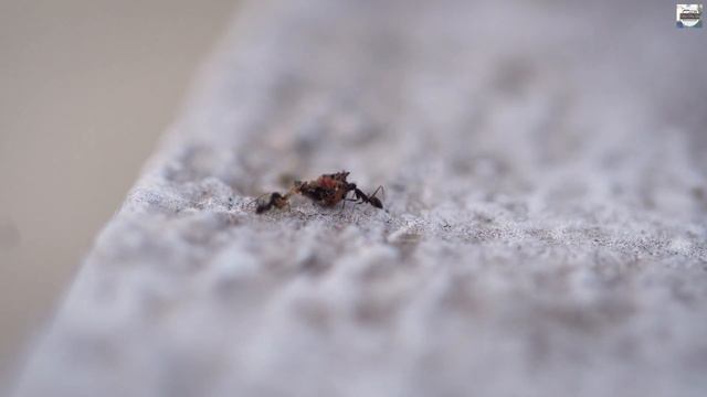 Ae556333a133bbb61edf43c35e4a01c1