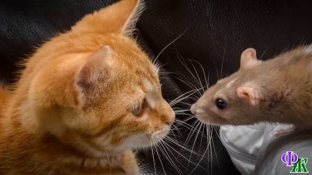 - Не подходи! Порву, как тузик грелку! - Рыжий КОТ бился, как лев, в переноске и требовал свободы