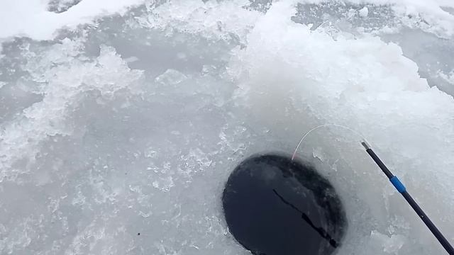 Зимняя рыбалка на РОТАНА. Кот будет доволен!