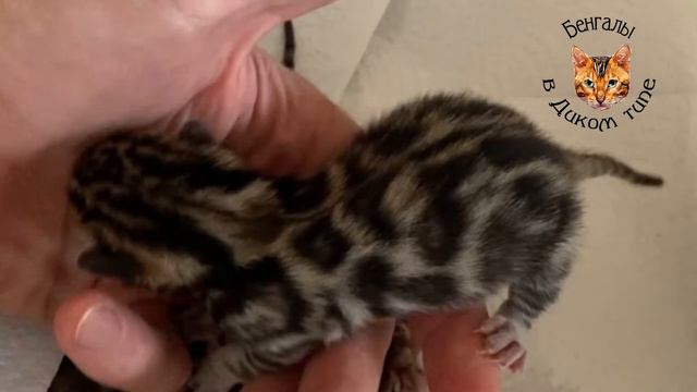 БЕНГАЛЬКАЯ КОШКА в РАЗВЕДЕНИЕ