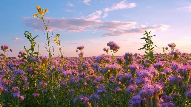 PHACELIA FLOWERS FIELD Relaxation Video - THANK YOU-video To ALL Our Subscribers! - FREE DOWNLOAD