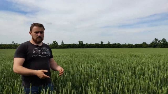 Гербициды для озимой пшеницы.