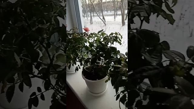 Роза кардана неделя после покупки и пересадки....