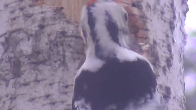 Белоспинный дятел превращает дерево в труху