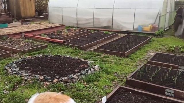 ВОСКРЕСНОЕ УТРО/ВСЕ ТОМАТЫ ВЫСАЖЕНЫ В ТЕПЛИЦУ/СИЛЬНЫЕ ДОЖДИ И ВЕТЕР 21г#223  16 МАЯ