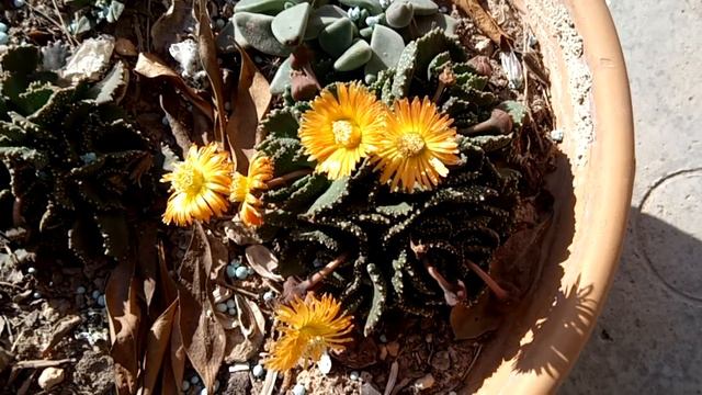 Aloinopsis Malherbei & Deilanthe Peersii🌞 Succulents S. Africa