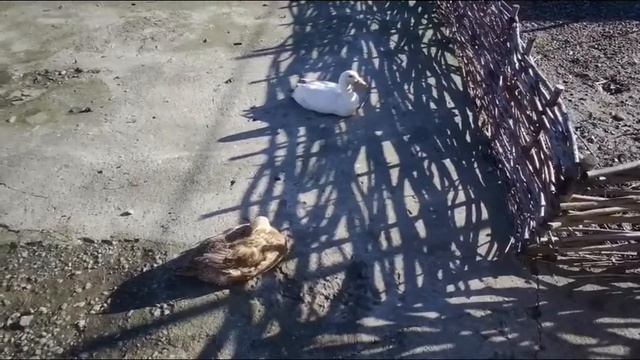 Cc0cbc8de80604d715f32946b1cac453