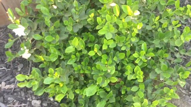 Gardenia Veitchii - Tamil