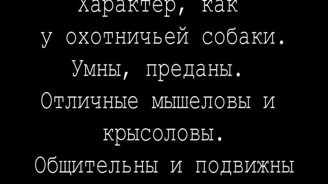 Новая порода кошек -ЛИКОЙ. Кошка-оборотеньcat werewolfLykoi cats breed