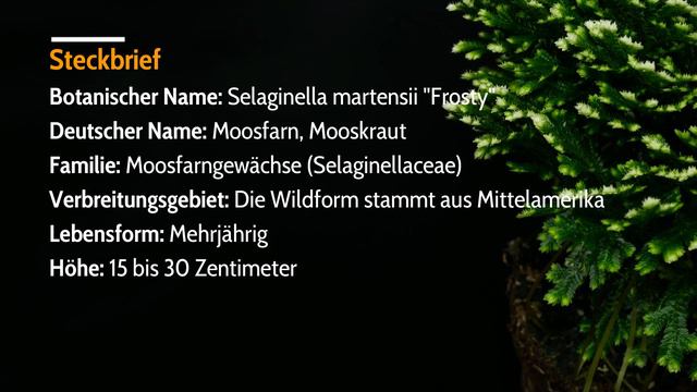 Selaginella Martensii 