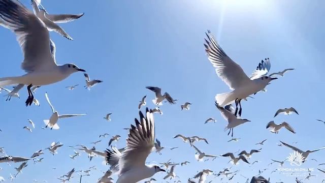 Мощная мантра женского здоровья, силы, процветания и исполнения желаний - мантра Ади Шакти